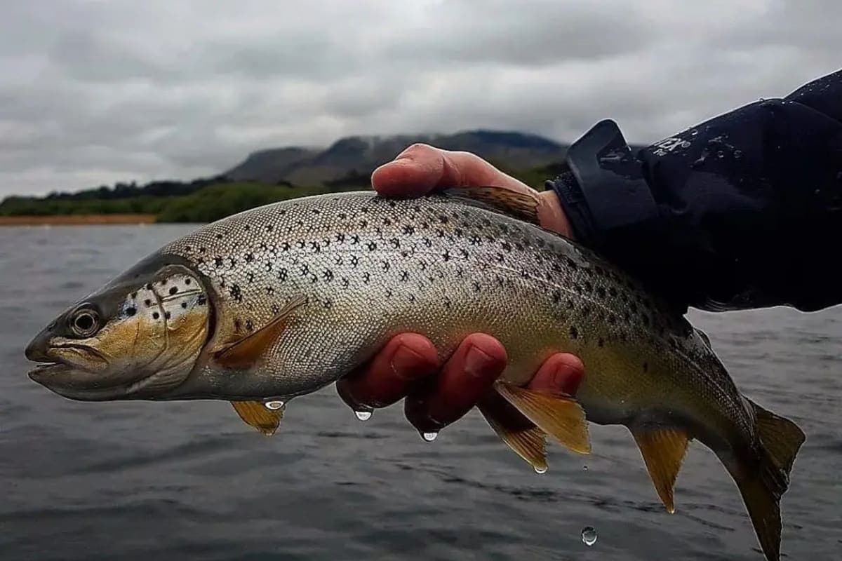 The UK Fishing Market: Big Tradition, Smart Growth